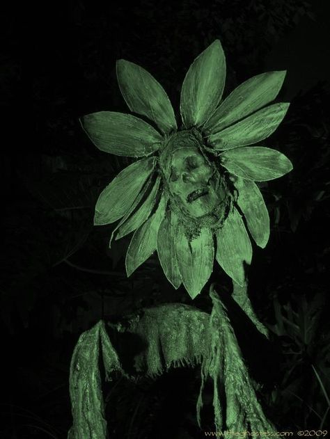 DIY halloween daisy - By the Ghostess from Florida Haunters (Great website, tutorials and forum! I've been a member for years!) Scary Picture, Huge Man, Monster Mud, Body Flowers, Skull Sunflower, Halloween Tea Party, Haunted Woods, Man Eating, Halloween Decor Diy