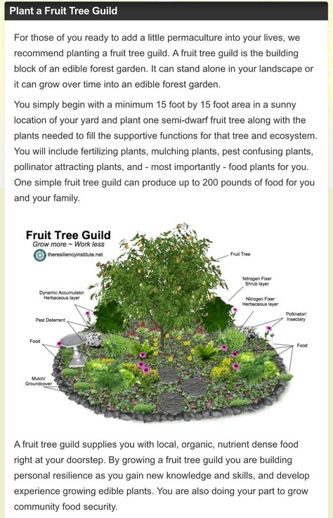 Plant Guilds Gardens, Fruit Tree Guild Companion Planting, Mulberry Tree Guild, Permaculture Guilds, Fruit Tree Guild, Banana Circle Permaculture, Tree Guild, Food Forest Garden Permaculture Design, Backyard Orchard