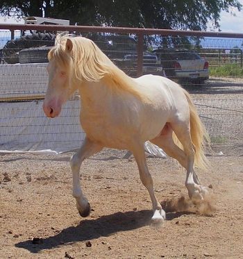 The Spanish Barb Horse  Article By Lauren Zanko  owner of Corazon de Sunka Wakan, Spanish Barb Horses. Spanish Barb Horse, Barb Horse, Barbary Coast, Spanish Horse, Wide Set Eyes, Horse Breeder, Gorgeous Horses, Horse Colors, Horse Inspiration