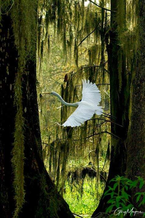 Great Egret Flying Behind The Trees, Lake Martin, Louisiana 08/2022. Photo: Gary Meyers. Egret Flying, Hummingbirds Photography, Florida Mansion, Antebellum South, Louisiana Swamp, Louisiana History, Great Egret, Prehistoric Art, Green Bird