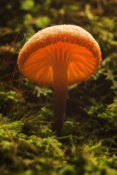 Mushroom in the MOSS | Manfred Huszar | Flickr Orange Mushroom Aesthetic, Mushroom Aesthetic, Black Mushroom, Orange Mushroom, Green And Orange, Nook, Dandelion, Stuffed Mushrooms, Mood Board