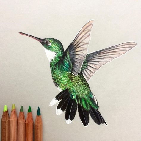 16-Hummingbird-Simon-Balzat-Colored-Pencils-make-Beautiful-Drawings-www-designstack-co Hummingbird Paintings, Faber Castell Drawing, Colored Pencil Artwork Ideas, Drawing Colored Pencil, Hummingbird Drawing, Bird Reference, Glitter Painting, Peacock Drawing, Watercolor Pencil Art