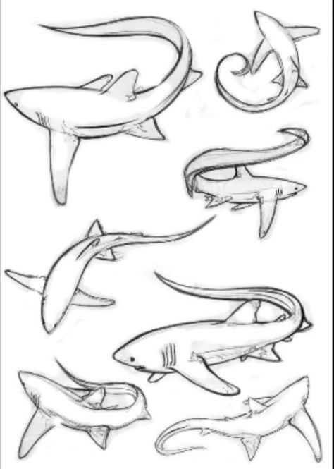 Thresher shark tattoo idea Thresher Shark, Shark Tail, Shark Drawing, Shark Coloring Pages, Shark Art, Shark Tattoos, Animal Sketches, Drawing Tips, Sharks