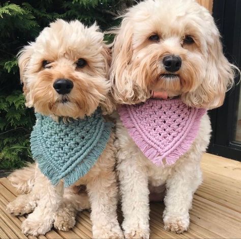 Macrame Dog Bandana, Crochet Dog Accessories, Crochet Dog Bandana, Luxury Dog Accessories, Crochet Dog Clothes, Dog Accesories, Boho Dog, Crochet Dog Sweater, Dog Clothes Diy