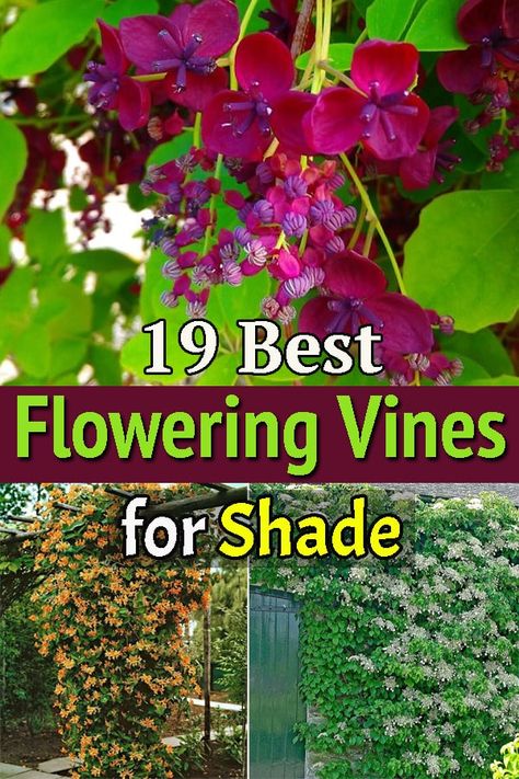 Finding it difficult to choose a blossoming vine for a shaded location? Don't worry! Our list of Flowering Vines for Shade is going to come in handy! Blooming Backyard, Trailing Shade Plants, Growing Vines On House, Vining Plants Outdoor, Plants For Pergolas, Shade Climbers Plants, Climbing Flowers For Shade, Vine Garden Ideas, Climbing Plants For Shade