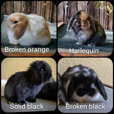 Holland lop bunny rabbit Harlequin Holland Lop Bunnies, Harlequin Holland Lop, Holland Lop Bunnies For Sale, Bunnies For Sale, Holland Lop Bunny, French Lop, Lop Bunnies, Holland Lop Bunnies, Rabbits For Sale