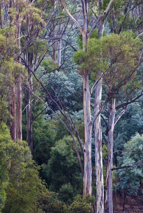 Australian Forest, Eucalyptus Forest, Native Trees Australia, Environmental Cleaning, Tropical Deciduous Forest, Temperate Deciduous Forest, Australian Trees, Forest Sunset, Acacia Tree