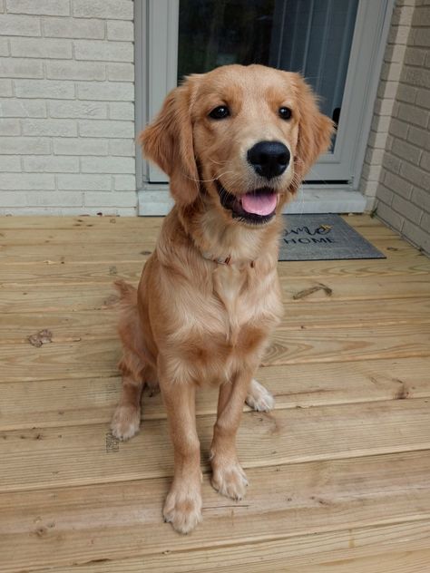 Golden Retriever Short Haircut, 5 Month Old Golden Retriever, Short Hair Golden Retriever, Canadian Golden Retriever, Golden Retriever Short Hair, Golden Retriever Haircut Styles, Navy Haircut, Golden Retriever Haircut, Dog Moodboard