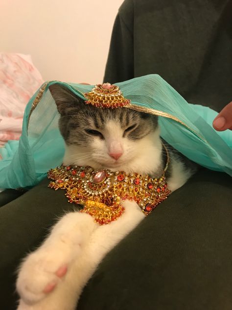 Arab Aesthetic, Cat Outfits, Indian Things, Cats Photos, Cat Stands, Funny Pets, Cute Cats Photos, Adorable Cats, Making Paper