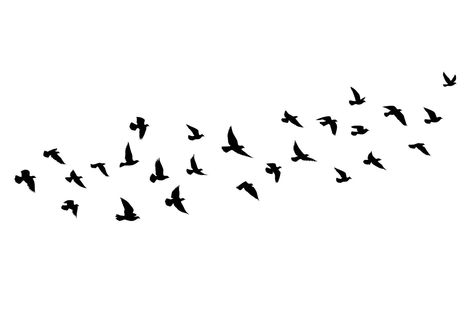 Flying Bird Illustration, Bird Flying Tattoo, Flying Background, Bird Shadow, Noir Tattoo, Fly Bird, Flying Bird Silhouette, Vogel Silhouette, Dove Flying