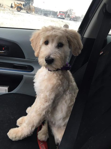 Mini Golden Doodle Haircut Styles, Golden Doodle Haircut Styles Short, Straight Hair Doodle Cuts, Goldendoodle Haircut Styles, Labradoodle Grooming, Labradoodle Goldendoodle, Goldendoodle Haircuts, Labradoodle Miniature, Goldendoodle Grooming