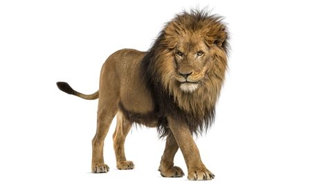 The exact exercises, tactics and techniques you can use to train yourself to last 20 minutes or longer in bed naturally, in just a few minutes a day. Lion Walking, Lion Quotes, Panthera Leo, Lion Pictures, White Lion, A Lion, Animal Wallpaper, Side View, Lion King