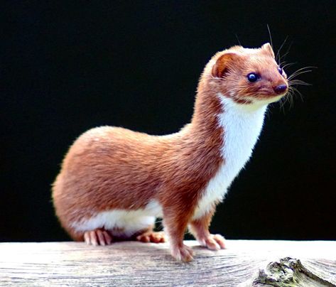 Info LINK > Weasel - Wikipedia, the free encyclopedia. (These can be seen at Gors Maen Llwyd in North Wales.) jp Animal Adaptations, British Wildlife, Rodents, Animal Photo, Ferret, 귀여운 동물, Otters, Beautiful Creatures, Animal Kingdom