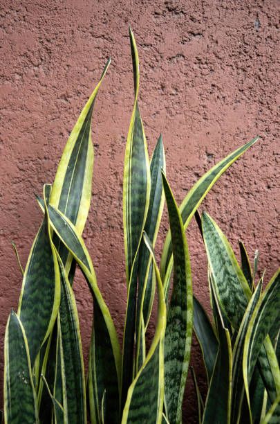 28 Dracaena Trifasciata Photos and Premium High Res Pictures - Getty Images Dracaena Trifasciata, Saint George's, Photography Templates, Snake Plant, Stock Pictures, Love Flowers, Royalty Free Photos, Image Design, High Res