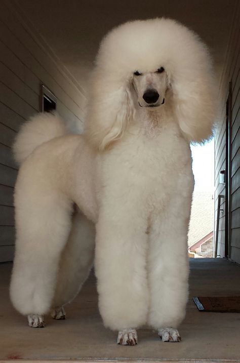 Here is an awesome adult white poodle. This Adult White poodle is fluffy and trimmed to perfection! Great white poodle. Male Poodle dogs. Cream Poodle Standard, Cream Standard Poodle, Cream Poodle, Poodles Standard, Giant Poodle, White Standard Poodle, Poodle Haircuts, Cool Dog Stuff, Names Dog