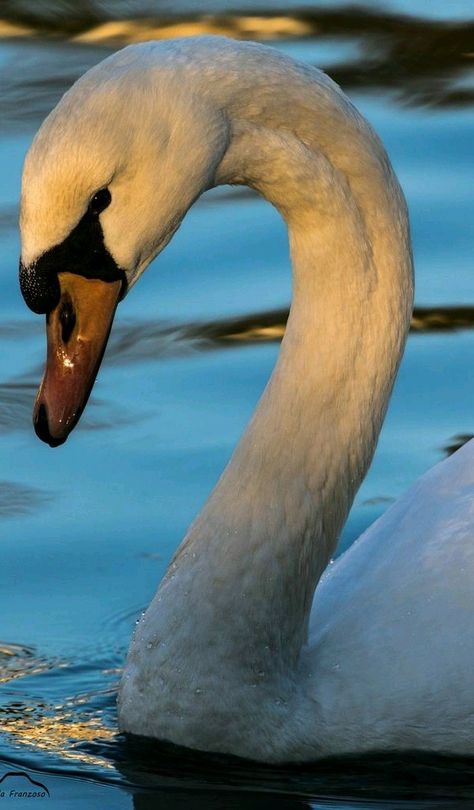 Portrait of swan in Italy. - title The Elegance of the Swan - by Nicola Franzoso Swan Reference Photo, Swan Reference, Swan Photos, Swan Images, Swan Photo, Swan Drawing, Swan Animal, Swan Photography, Swan Pictures