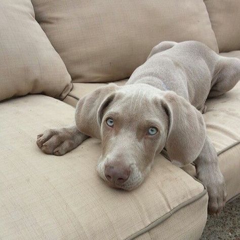 Weimaraner Puppies, Weimaraner Dogs, Dog Jokes, Doberman Dogs, Funny Dog Memes, Pretty Dogs, Funny Dog Pictures, Weimaraner, Cute Dogs And Puppies