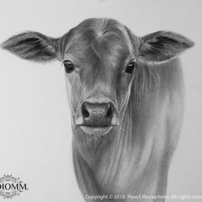 Cow Drawing Realistic, Cow Calf Drawing, Cow Pencil Sketch, Calf Sketch, Calf Drawing, Pencil Sketches Of Animals, Cow Drawings, Cow With Calf, Horse Pencil Drawing