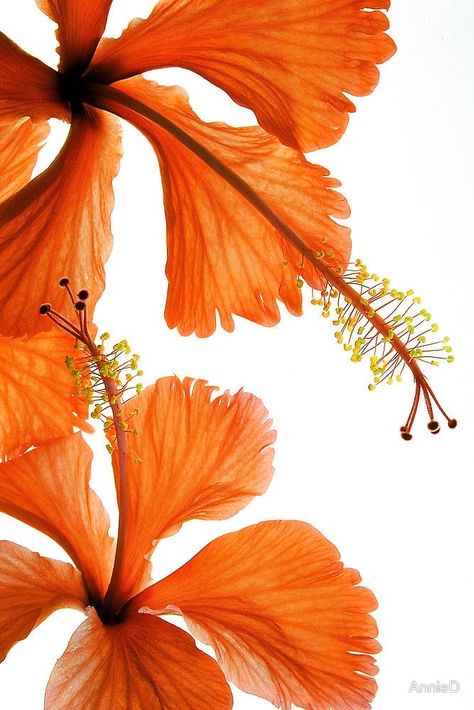 Nothing But Flowers, Orange Aesthetic, Flower Therapy, Summer Wallpaper, Aesthetic Backgrounds, Aesthetic Iphone Wallpaper, Flower Wallpaper, Pretty Flowers, Pretty Wallpapers