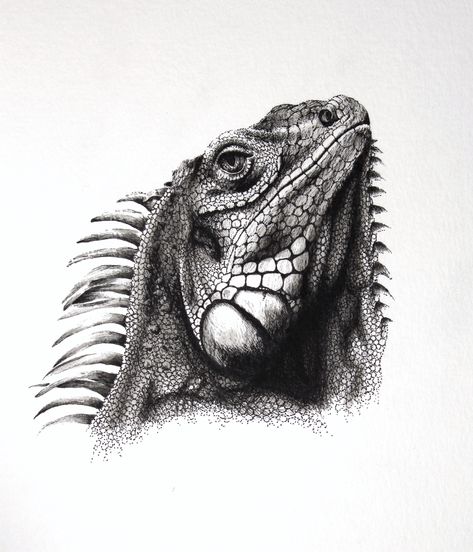 An iguana drawing whos scales forced me to grow a whole new layer of patience. Micron pen and watercolor for neutrals Micron Pen Sketches, Iguana Sketch, A Million Tiny Lines, Million Tiny Lines, Iguana Illustration, Iguana Drawing, Drawings Of Animals, Micron Pen Art, Realistic Animal Drawings