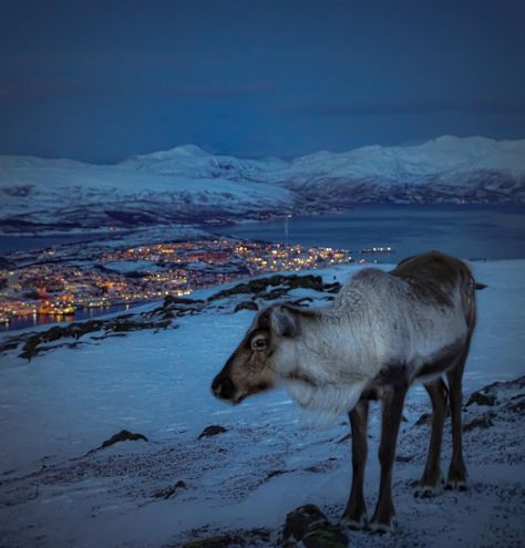 Today, we’re pointing our compass to an alternative seaside town – the Arctic island city of Tromsø, Norway, known for over a century as the “Paris of the North” for its blend of mainland-European and Nordic culture. Dream of spending a night under the Northern Lights in your own Bio-Dome-like house? It awaits you here.… Tromsø Norway, Tromso Norway, Beautiful Norway, Messy Nessy Chic, Luxury Tents, Seaside Town, Tromso, Seaside Towns, Coastal Towns