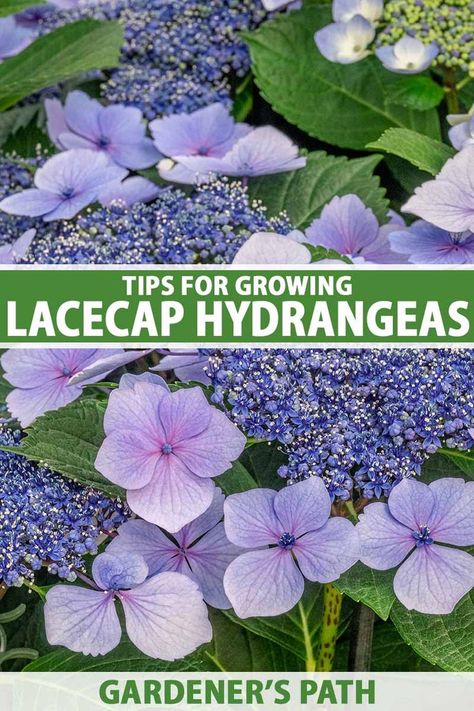 A close up vertical image of blue lacecap hydrangea flowers (H. macrophylla) growing in the garden. To the center and bottom of the frame is green and white printed text. Lace Hydrangea, Lacecap Hydrangea, Hydrangea Vine, Flowers Motifs, Pruning Hydrangeas, Lace Cap Hydrangea, Flower Tips, Hydrangea Landscaping, Gardening Indoors