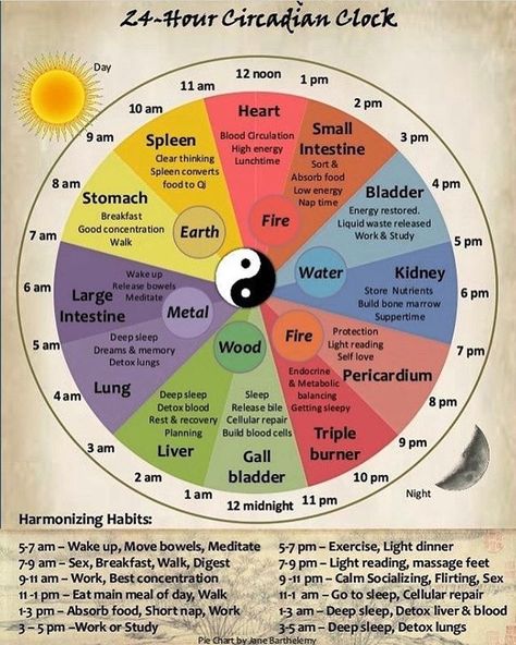 Every tissue and organ in your body operates according to biological rhythms. The so-called body clock keeps body processes running according to a schedule. Your circadian rhythm is the 24-hour cycle that regulates the timing of processes like eating sleeping and temperature. This ensures that there is a periodicity with necessary biological processes. Genes involved in circadian rhythms operate according to feedback loops. This means that when adequate proteins are manufactured this sends a sig Meridian Clock, Chinese Body Clock, Energy Movement, Chi Energy, Eastern Medicine, Body Clock, Reiki Symbols, Energy Medicine, Qi Gong