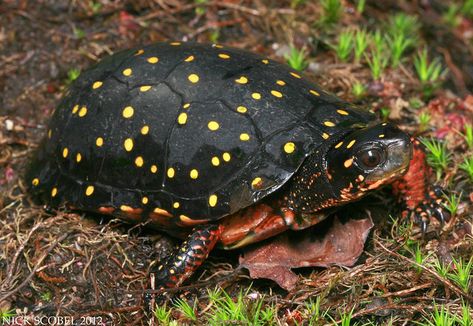 Radiated Tortoise, Spotted Turtle, Alligator Snapping Turtle, Freshwater Turtles, Map Turtle, Leopard Tortoise, Amazing Frog, Small Turtle, Galapagos Tortoise