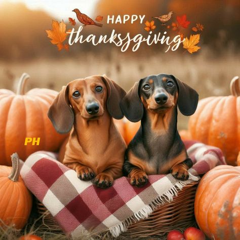 Dog Thanksgiving Pictures, Thanksgiving Funnies, Thanksgiving Snoopy, Holiday Memes, Happy Thanksgiving Pictures, Happy Thanksgiving Images, Dog Background, Funny Day Quotes, Dog Thanksgiving