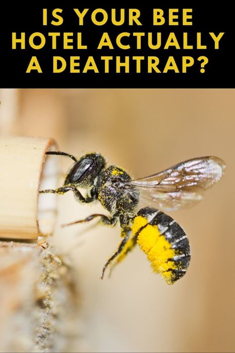 Is your bee hotel actually killing more bees? Find out here and how to fix it. Insect House Diy Bug Hotel, Bee Habitat Diy, Bee Habitat, Insect Habitat, Bee Hotels, Bug Hotels, Backyard Habitat, Mason Bee House, Backyard Animals