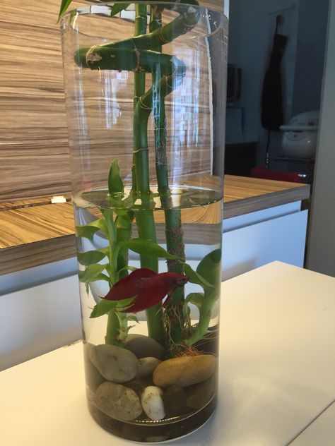 Happy Dorofy aka Betta fish in his new home (my daughter's new pet) Betta Fish Glass Vase, Fish Bowl Decorations, Vase Fish Tank, Garden Ideas Diy Cheap, Water Plants Indoor, Tanaman Air, Aquarium Garden, Indoor Plants Low Light, Fish Tank Terrarium