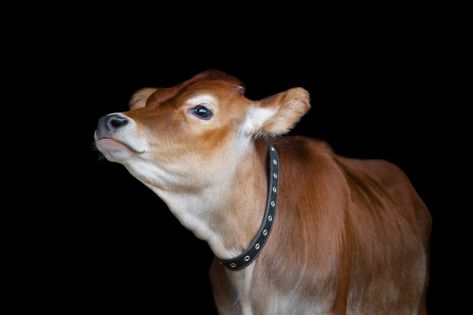 Small-breed milk cows eat only a third to half of what a standard-size cow eats, and they produce a more manageable amount of milk. Plus, they’re easier to handle because of their small size. If you're thinking about getting a family cow, learn more below! https://www.motherearthnews.com/homesteading-and-livestock/small-breed-milk-cows/ Family Cow, Dexter Cattle, Miniature Cattle, Milk Cows, Raising Turkeys, Miniature Cows, Homesteading Animals, Raising Cattle, Raising Pigs