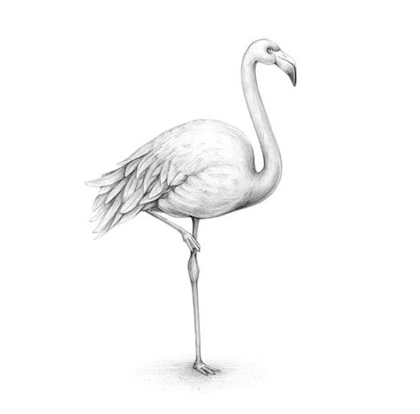 How to Draw a Flamingo Flamingo Tattoo Design, Flamingo Drawing Pencil, Flamingo Sketch, Drawing Flamingo, Draw A Flamingo, Flamingo Drawing, Flamingo Tattoo, Draw Pencil, Flamingo Painting