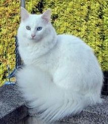 Turkish Angora Cat, Angora Cats, Turkish Angora, American Curl, Cat Tattoos, Gorgeous Cats, Beautiful Cat Breeds, Most Beautiful Cat Breeds, Cat Breed