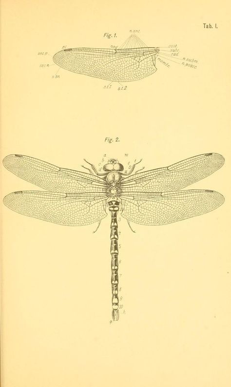 Anatomical Diagram, Entomology Illustration, Dragonfly Illustration, Dragonfly Drawing, Scientific Drawing, 16 Tattoo, Dragonfly Tattoo Design, North Carolina State University, Dragonfly Prints