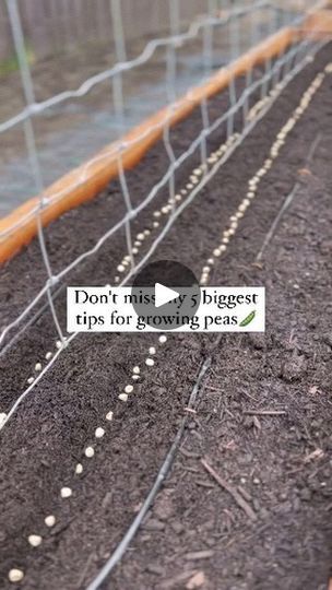 5.1K views · 255 reactions | 5 biggest pea growing tips👇🫛

1. Know your sun exposure. This helps with planting timelines. Is your location full sun, even during the spring weather or is it part shade? We have one trellis in full sun spring and summer so we just planted peas in that trellis today (our last frost date mid April). Our other two trellises are actually in part shade until May and we need the sun to move over just a bit. We plant our other trellises first two weeks of April so they get the sun they need. We harvest it all in July at the same time! 

2. Don't mix varieties! Snap peas and shelling peas are harvested at different times. You won't know which ones to harvest early as they get intertwined. Shelling peas are meant to grow large and the skin is harder and not as tasty Snap Pea Trellis, Snap Peas Garden, Pea Growing, Pea Trellis, Growing Peas, Pea Plant, Growing Tips, Snap Peas, Spring Weather