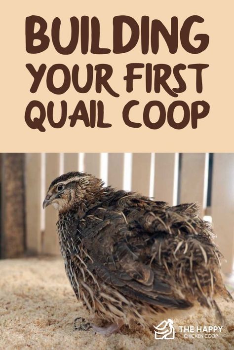 Diy Outdoor Quail Coop, Rabbit Coop Ideas, Quail Pen Ideas Diy, Quail Coop Diy, Coturnix Quail Housing, Outdoor Quail Coop, Quail Pen Ideas, Quail Aviary Ideas, Quail Coop Plans