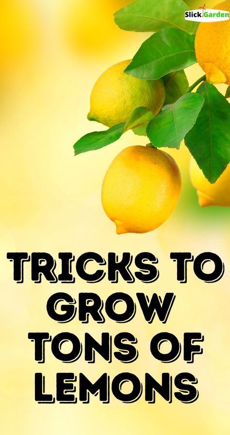 Caring For Lemon Tree, Citrus Tree Care, How To Care For A Lemon Tree, Growing Lemon Trees In Pots, Lemon Trees Backyard, Lemon Tree Potted Care, Lemon Trees In Pots, Lemon Tree Care, Growing Lemons