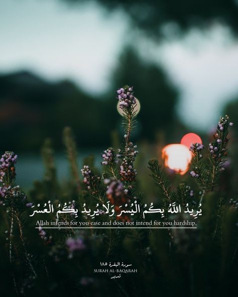 Healing Pictures, Aesthetic Gardening, Poppy Images, Lock Screen Backgrounds, Wild Poppies, Paper Plants, Forest Photos, Focus Photography, Ayat Al-quran