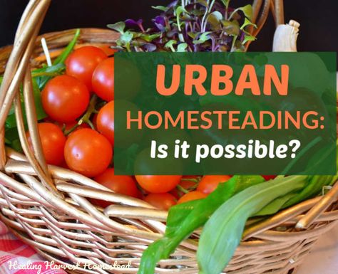 Urban Homesteading: Is it Really Possible? (My 5 Truths About Urban Homesteading) Tomatoes, Urban Homesteading, Rainwater Harvesting, Backyard Farming, Home Vegetable Garden, Garden Pests, Garden Soil, Be Natural, Organic Vegetables