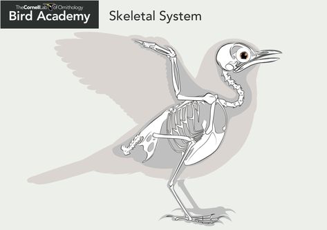 All About Bird Anatomy | Bird Academy • The Cornell Lab Bird Anatomy, Bird Skeleton, Bone Drawing, Bird Bones, Anatomy Bones, Skeletal System, Duck Art, Animal Anatomy, Young Animal