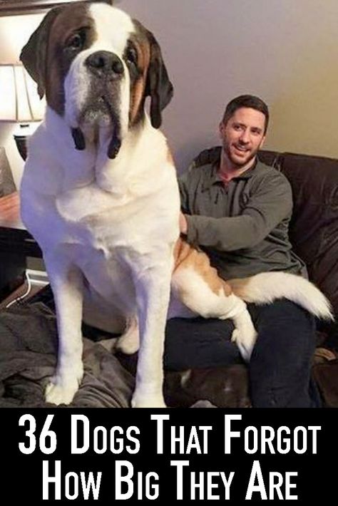 Cute Big Dogs, Sweet Sayings, Puppy Day, Cute Animal Memes, Super Cute Puppies, Tiny Puppies, Cute Dog Pictures, Big Animals