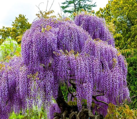 Amazon.com : Purple Wisteria Seedlings for Planting - Live Tree Seedling to Grow - Wisteria sinensis - No Ship to California (5 Wisteria Plants) : Patio, Lawn & Garden Chinese Wisteria, Wisteria Sinensis, Wisteria Plant, Tree Seedlings, Wisteria Tree, Purple Wisteria, Live Tree, Tree Tattoo, Wisteria