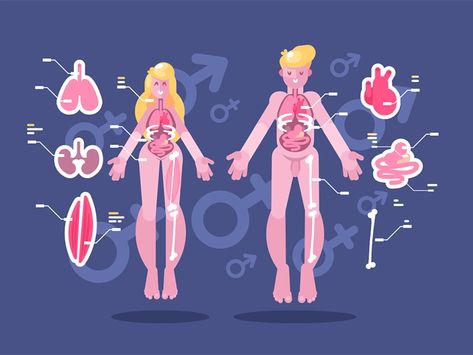 Anatomy of human body by Anton Fritsler (kit8) for Kit8 on Dribbble Human Body Illustration, Body Infographic, Book Illust, Flat Infographic, Anatomy Of Human, Human Back, Infographic Inspiration, Business Cartoons, Internal Organs