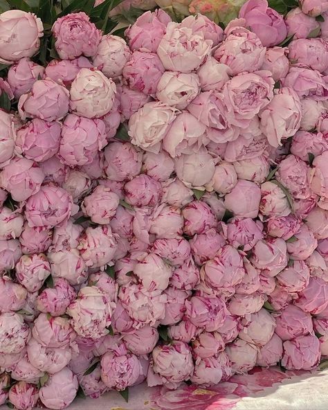 Best Flower Pictures, Flower Chart, Peonies And Hydrangeas, Flowers Instagram, Flower School, Nothing But Flowers, Peonies Garden, Flower Therapy, November 8