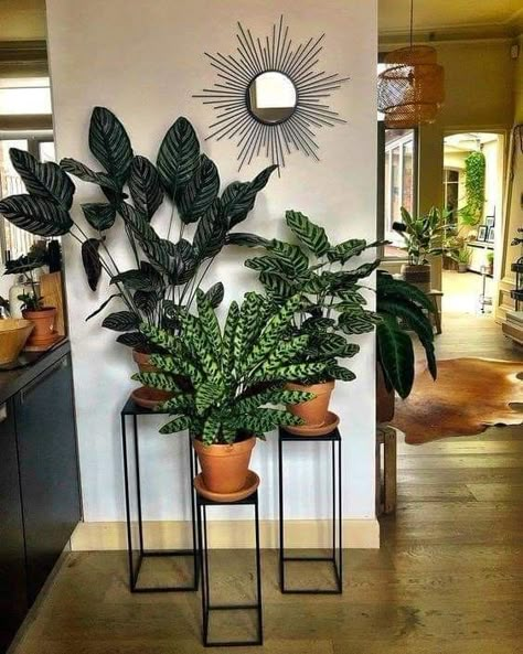 نباتات منزلية, Living Room Plants, Inside Plants, Palm Plant, Diy Plant Stand, Plant Decor Indoor, House Plants Decor, House Plants Indoor, Decoration Inspiration