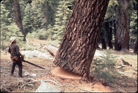 Loggers Wife, Arborist Climbing, Lumberjack Style, Logging Industry, Lumber Jack, Big Timber, Climbing Trees, Tree Surgeons, Logging Equipment