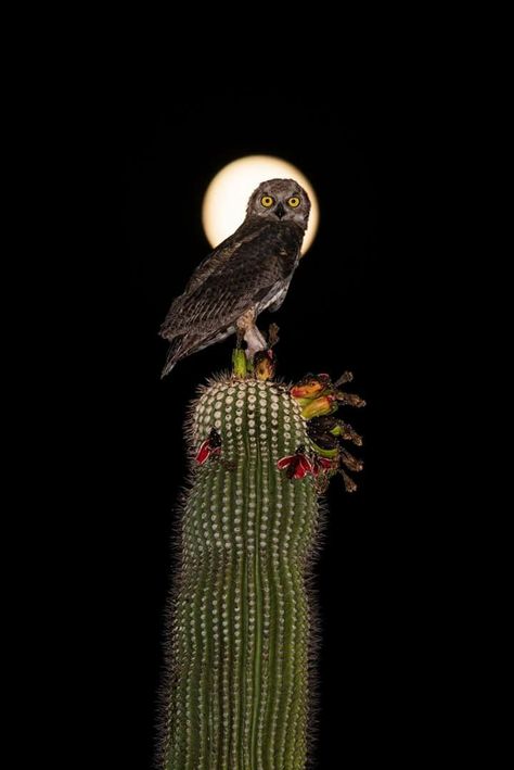 A juvenile great horned owl in Mesa, Arizona. Raptor Art, Owl In Cactus, Desert Owl, Owl Night Photography, Owls In Trees, Tyto Alba Art, Owl Babies, Owl Mugs, Great Horned Owl Photography