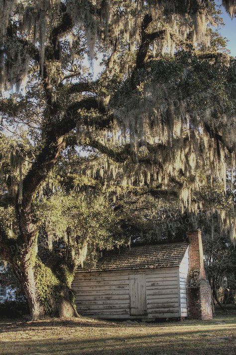 South Carolina Lowcountry, Southern Plantations, Antebellum Homes, Live Oak Trees, Southern Life, Oak Trees, Live Oak, Spanish Moss, Low Country