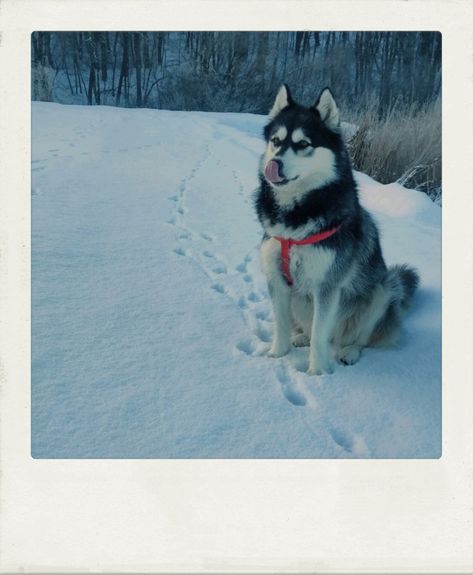 Polaroid 600 Pictures, Polaroid Pics, Polaroid 600, Polaroid Pictures, Found Object, Photo Ideas, Husky, Dogs, Photography